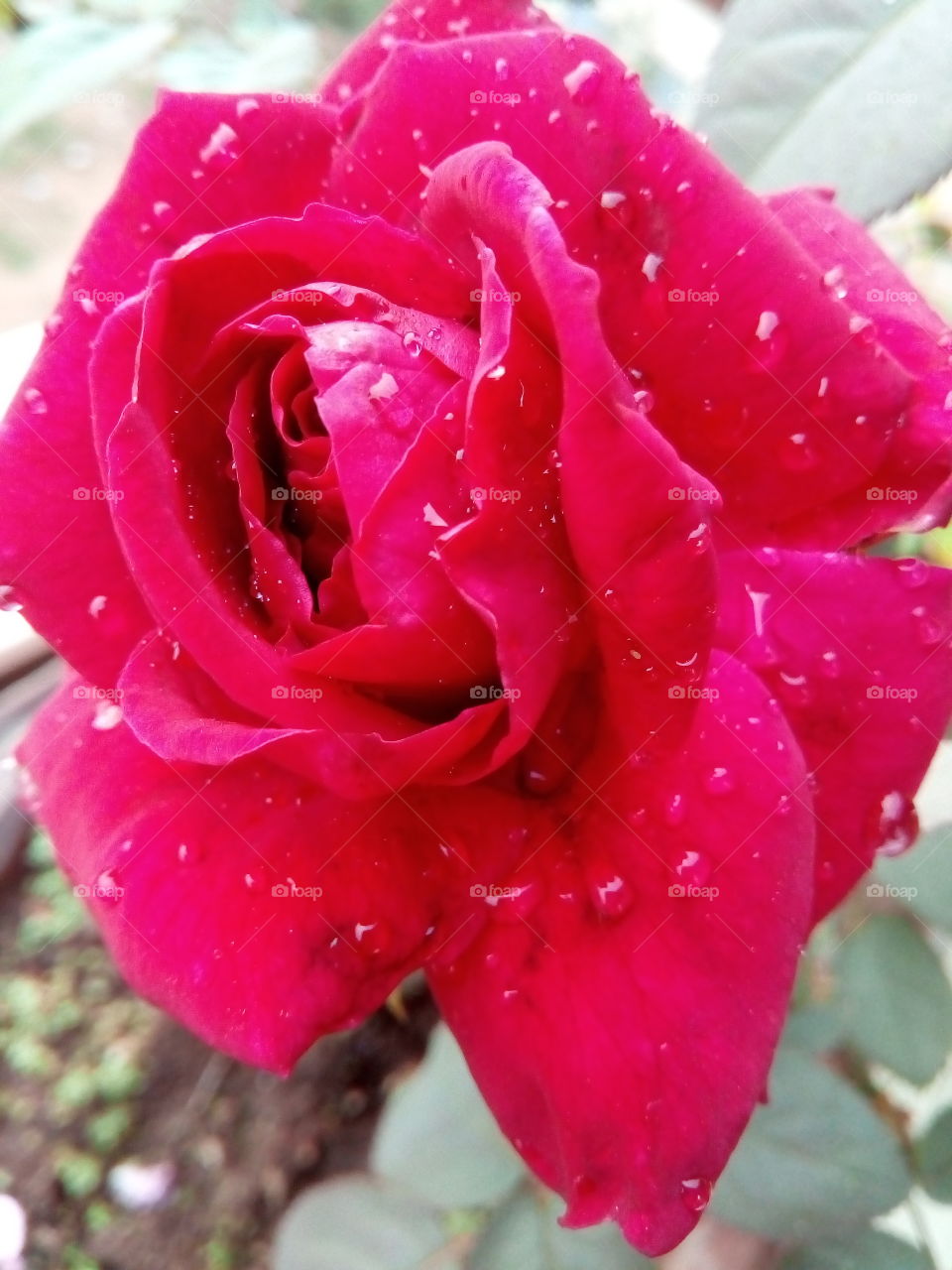 beautiful red rose
