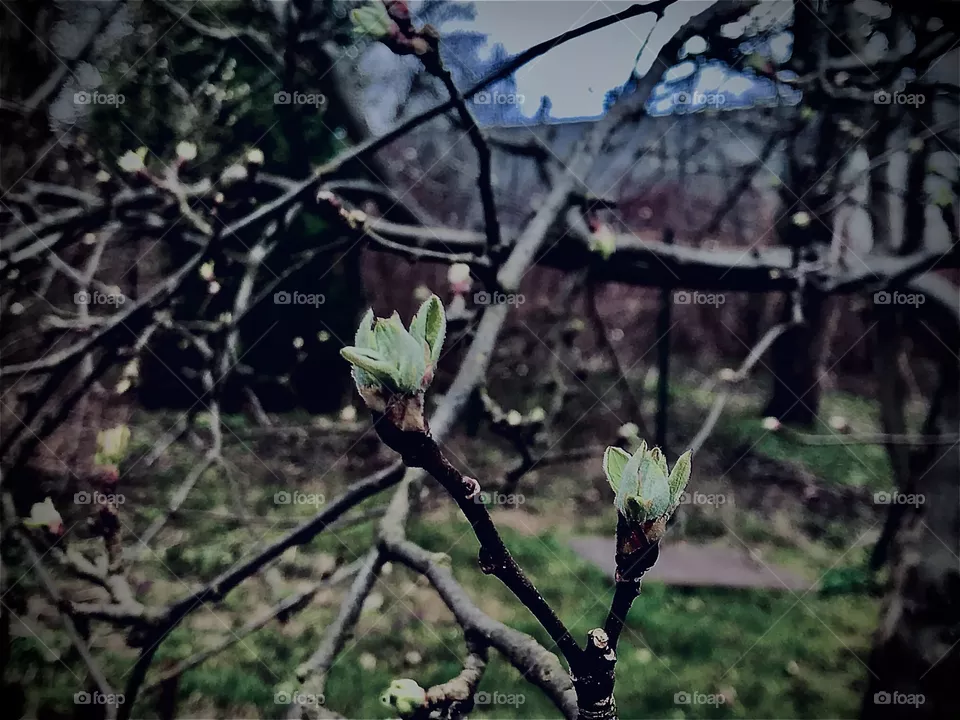 Spring