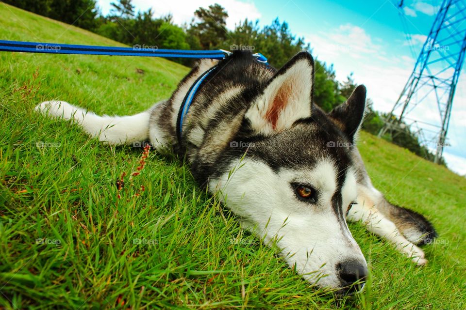 One of Husky’s Expressions 