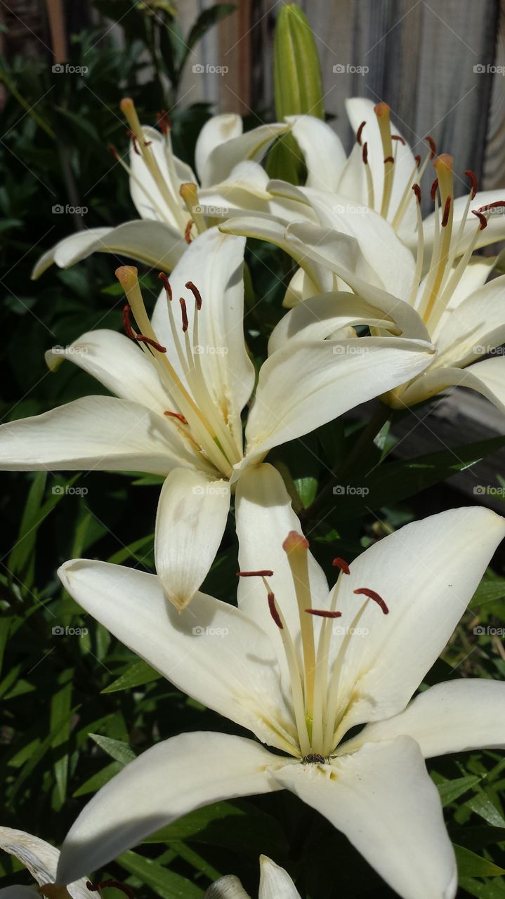 white lilies in june. beautiful lilies!!