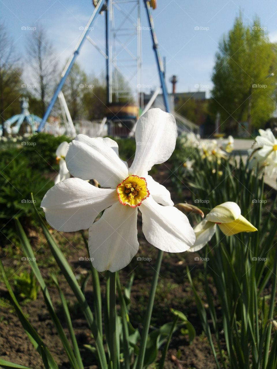 flower. spring. beautiful.