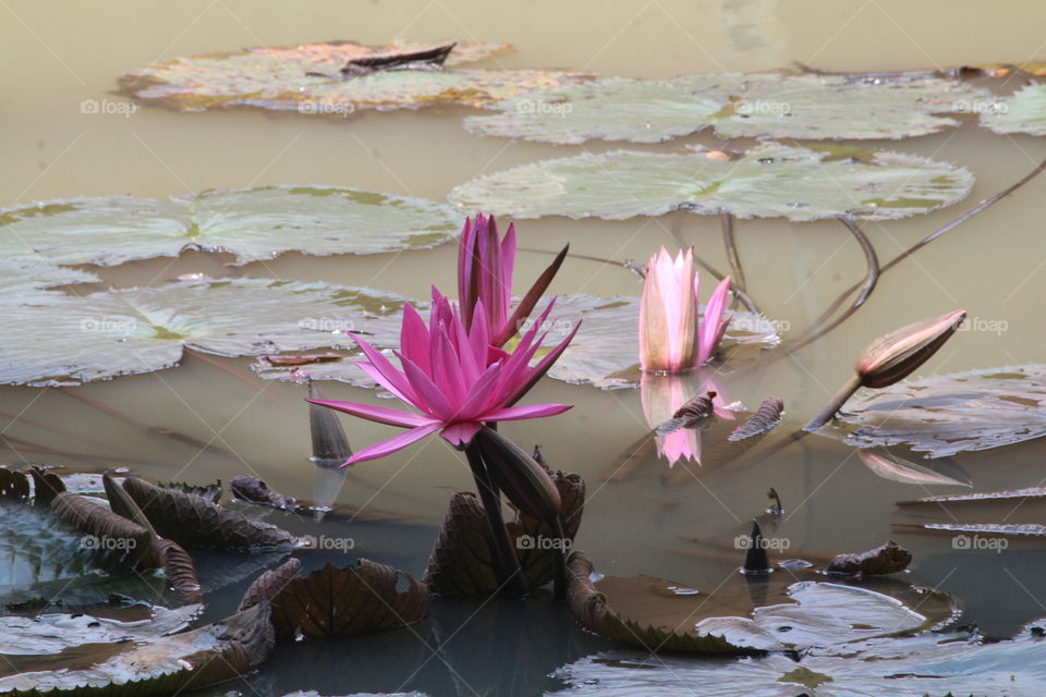 pink lotus at a middle lake