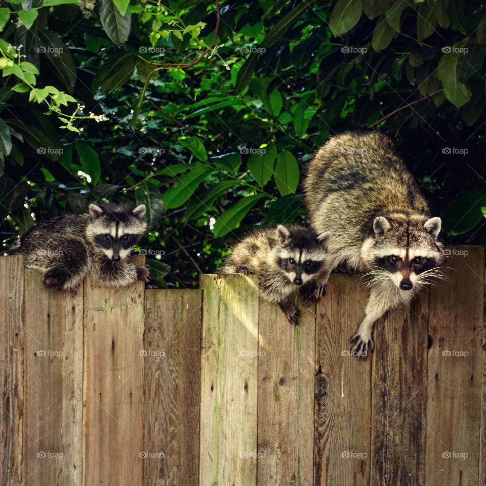 Protective raccoon mom