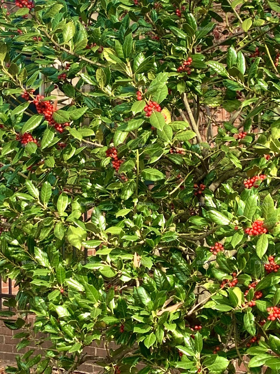 Red berries 