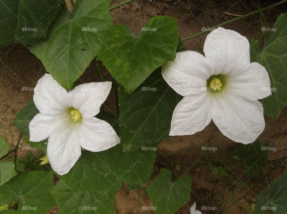 white petunia flower seasonal fresh shurb small size looks very beautiful generally found everywhere