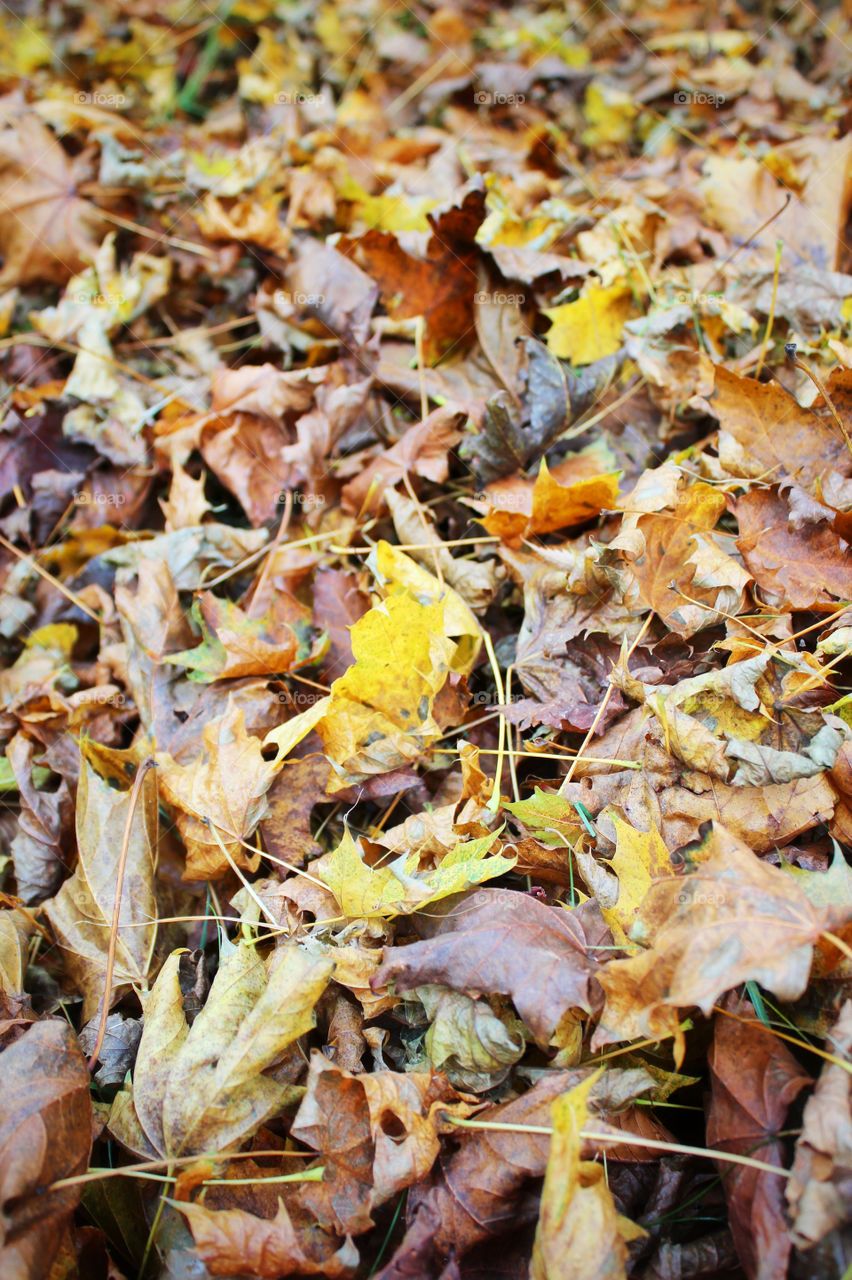 yellow leaves forest autumn by twilite