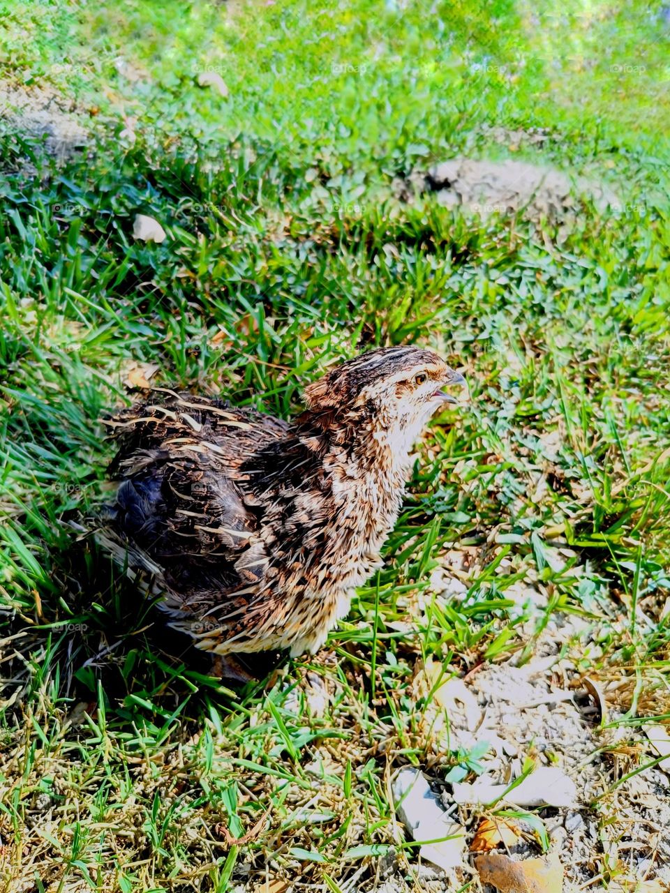 Close up of a female quail bird in the grasses.