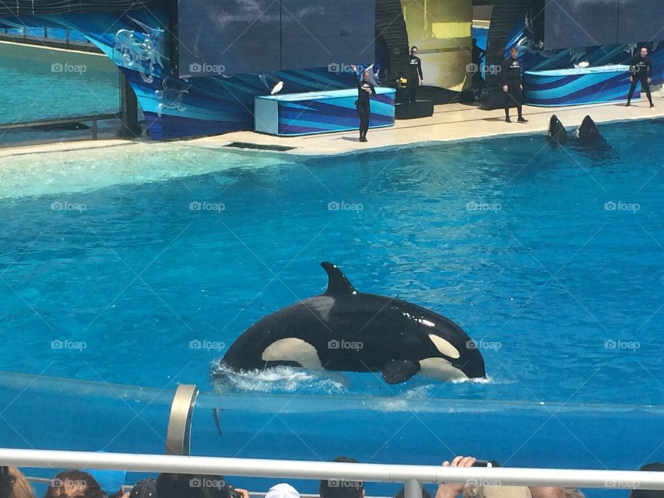 Shamu show