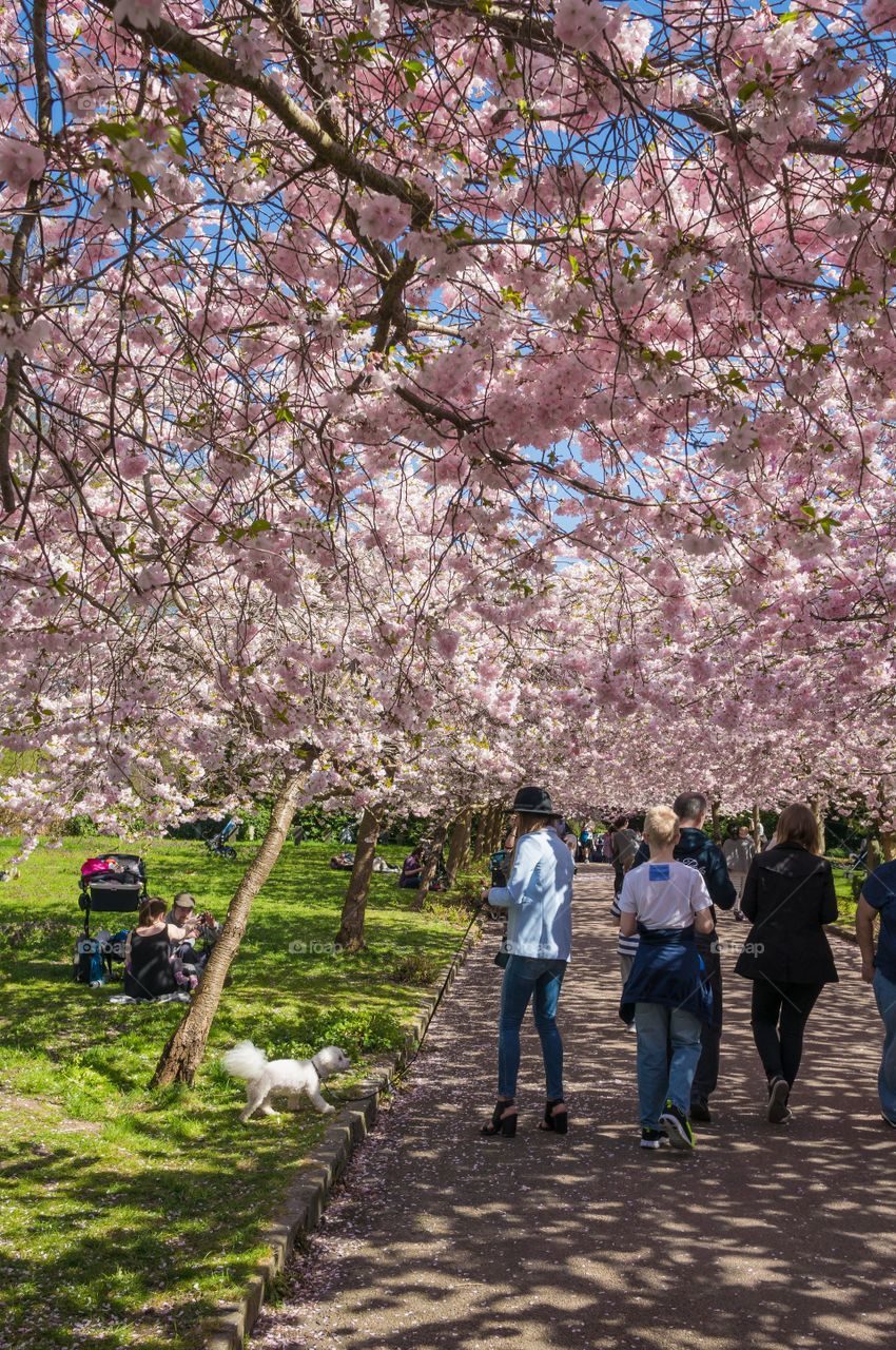 Pink park