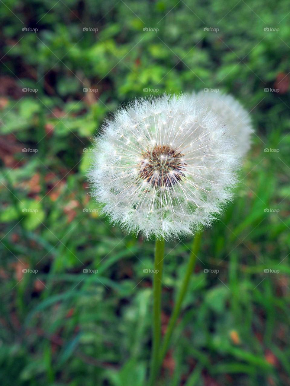 Pusteblume