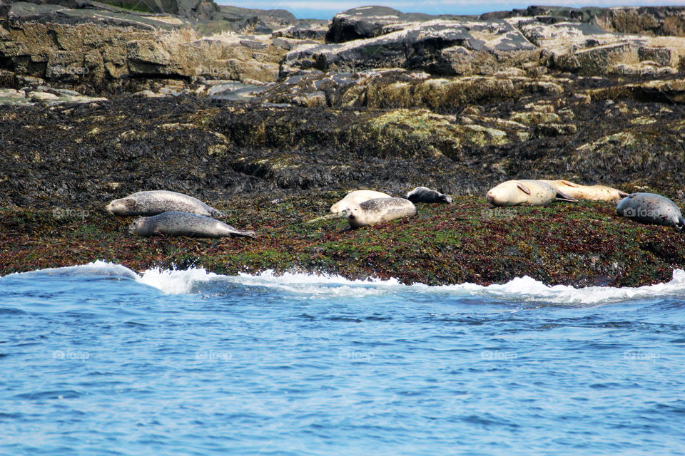 sleepy seals sunning themselves