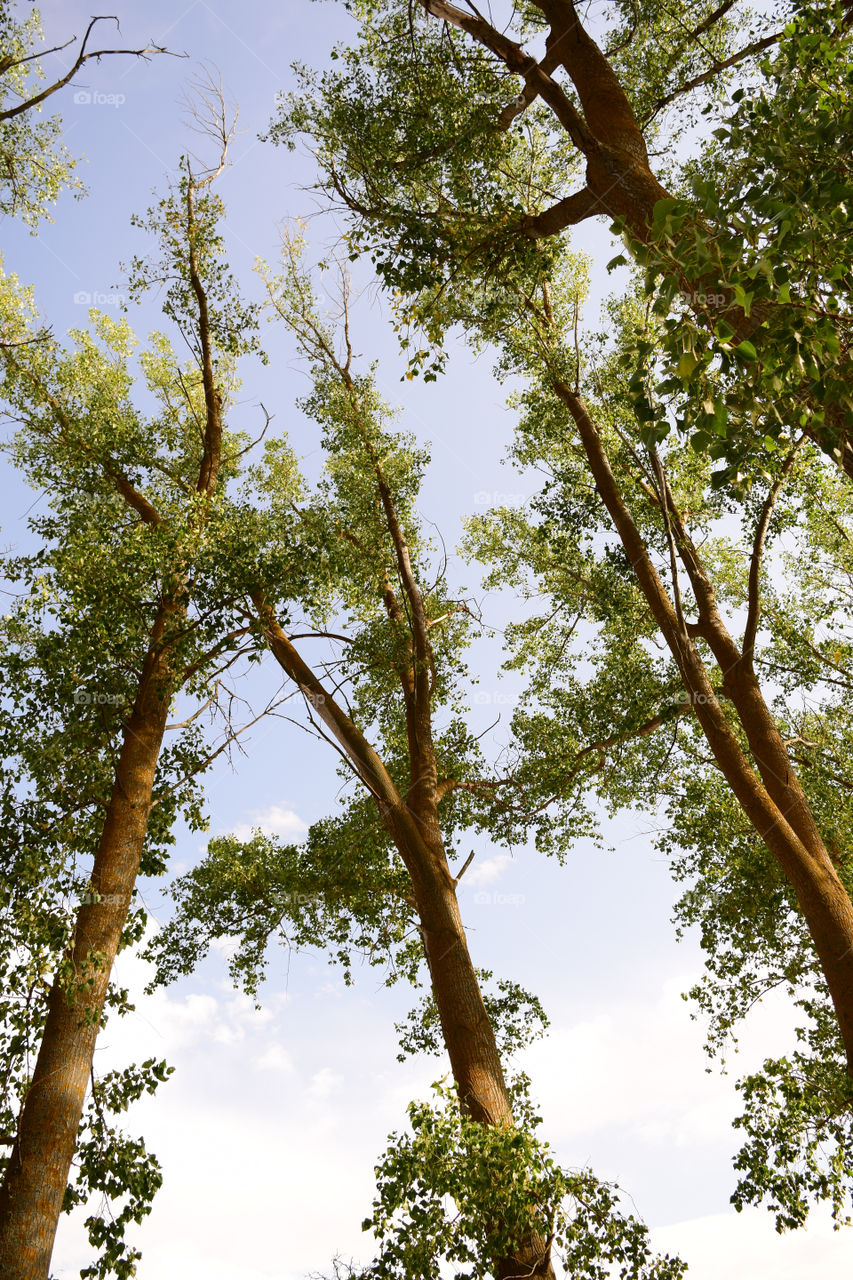Trees blocking the sky.