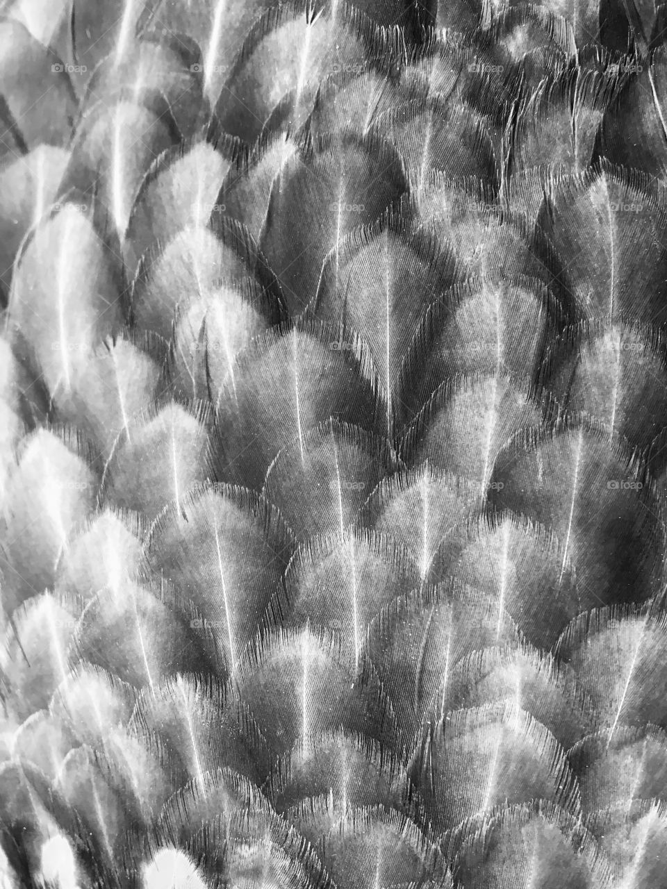 Hen feathers close-up in B&W