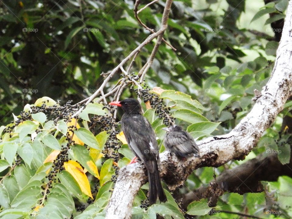 Birds resting on the branch