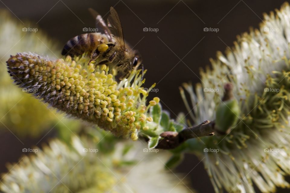 Bee on the flower