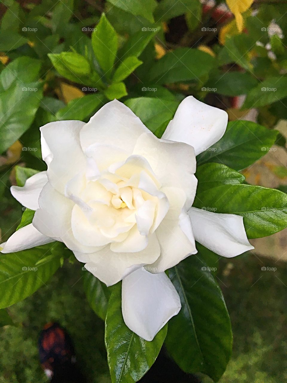 Another pretty white flower in the backyard this morning 