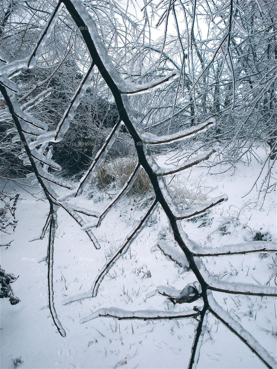 snow winter trees ice by momjan