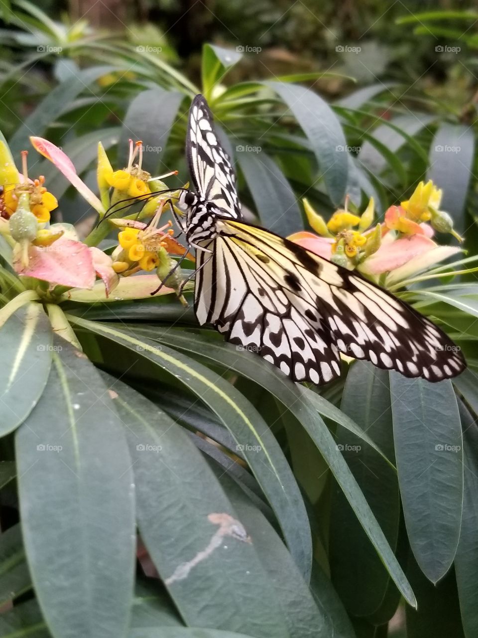 yellow, black, and white Butterfly