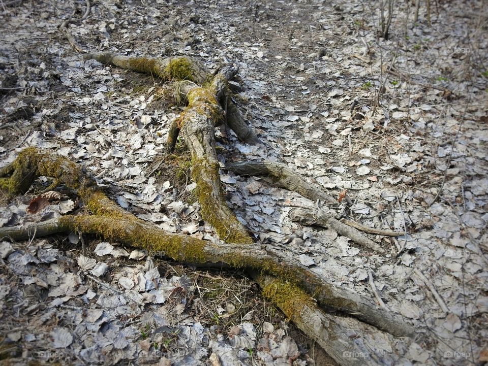 Tree roots "holding hands"