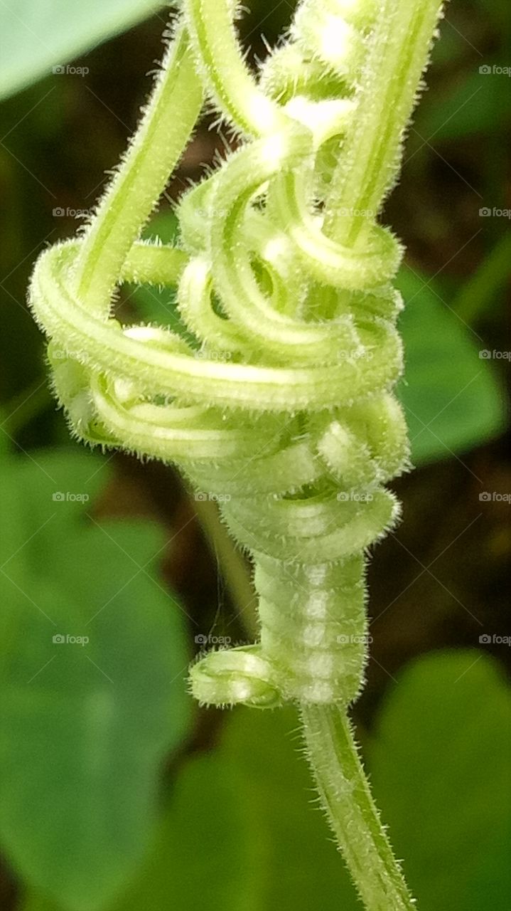 Close-up of tendril