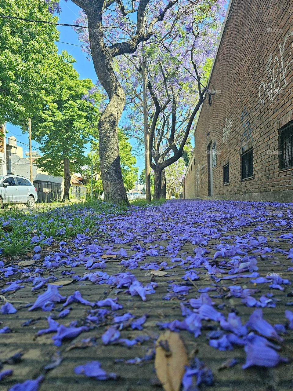 The Jacaranda tree in Buenos Aires blooms mid spring and covers the streets in a blue-violet carpet. It's attractive and long-lasting flowers, delight locals, and tourists alike.