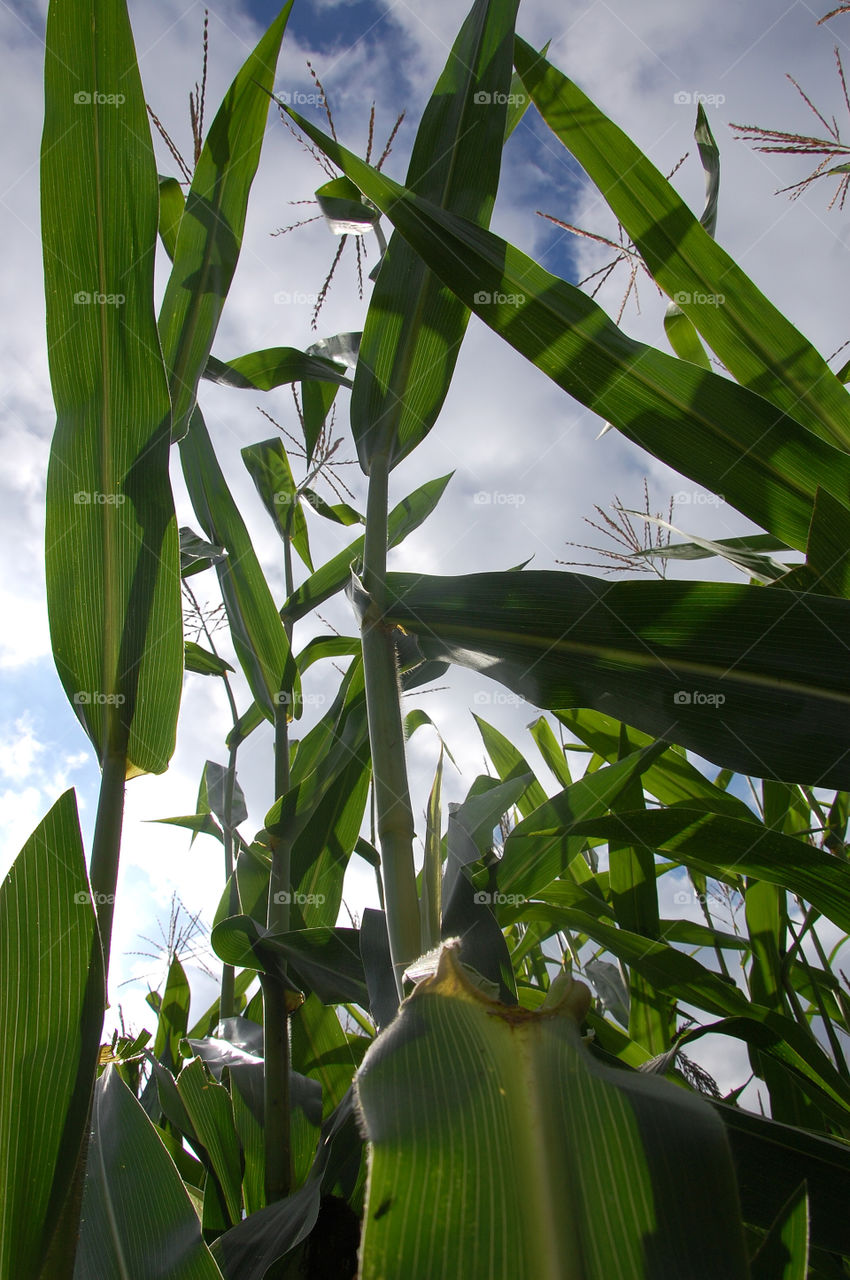 Cornfield in flyover country. 