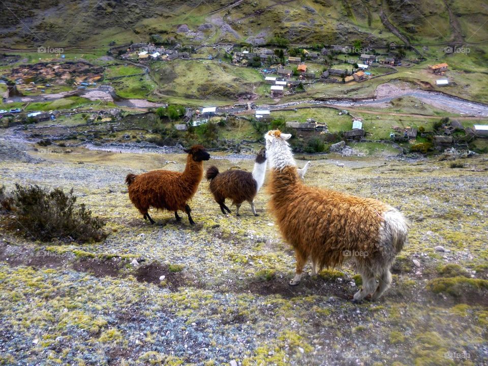 Alpaca take in the view below in the Peruvian Andes 
