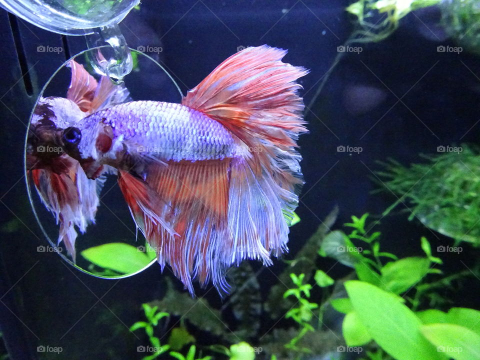 Alfred my rose tailed Betta 