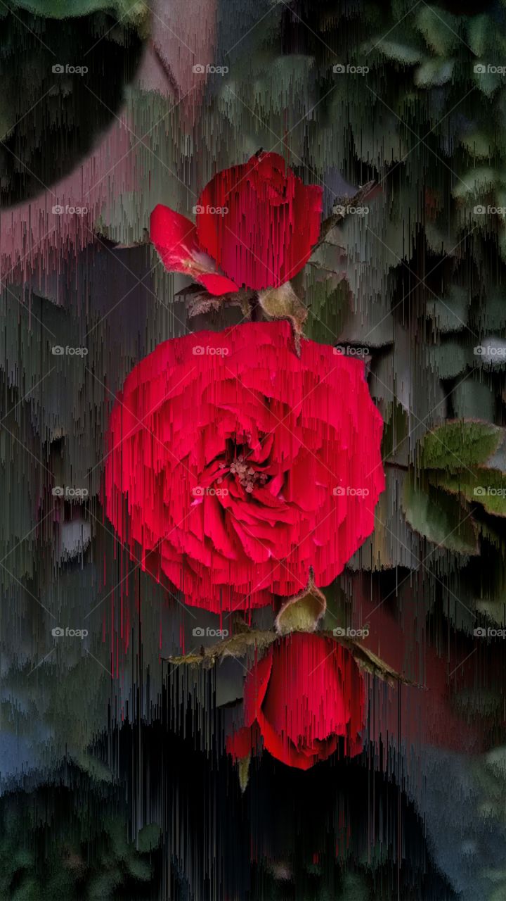 glitch rose