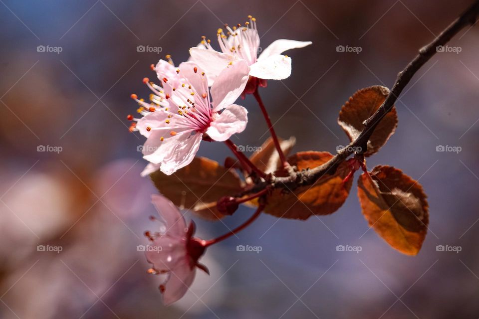 pink spring flowers