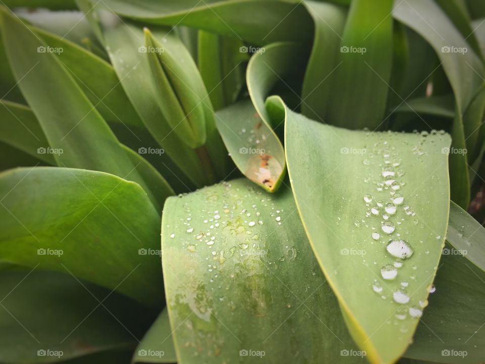 Water drop of green leaf