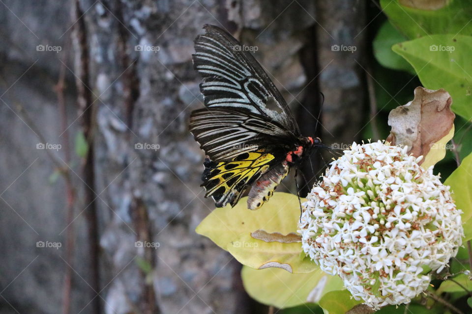 Wonderful big butterfly on flower