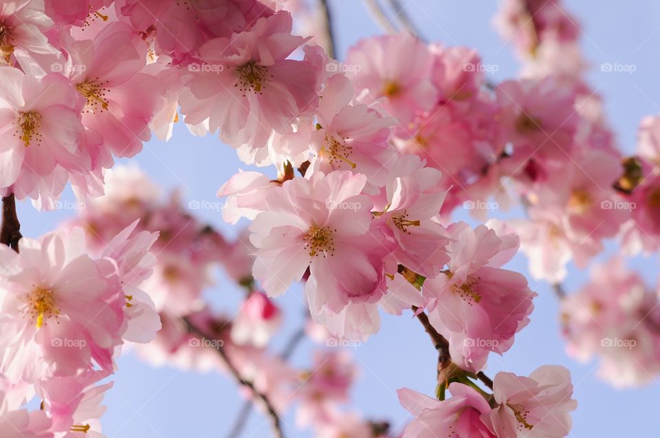 Low angle view of cherry blossoms