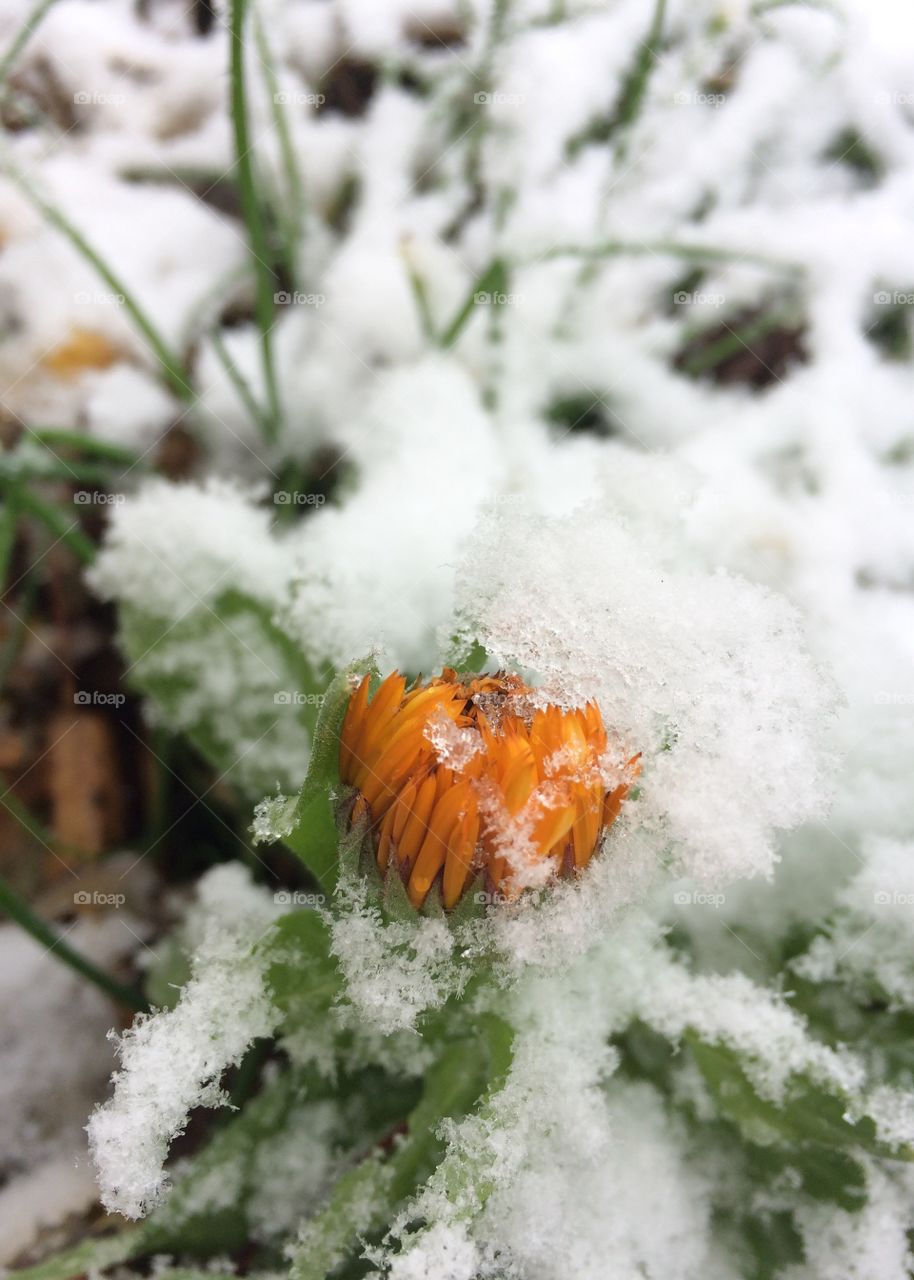 First Snow In the Garden