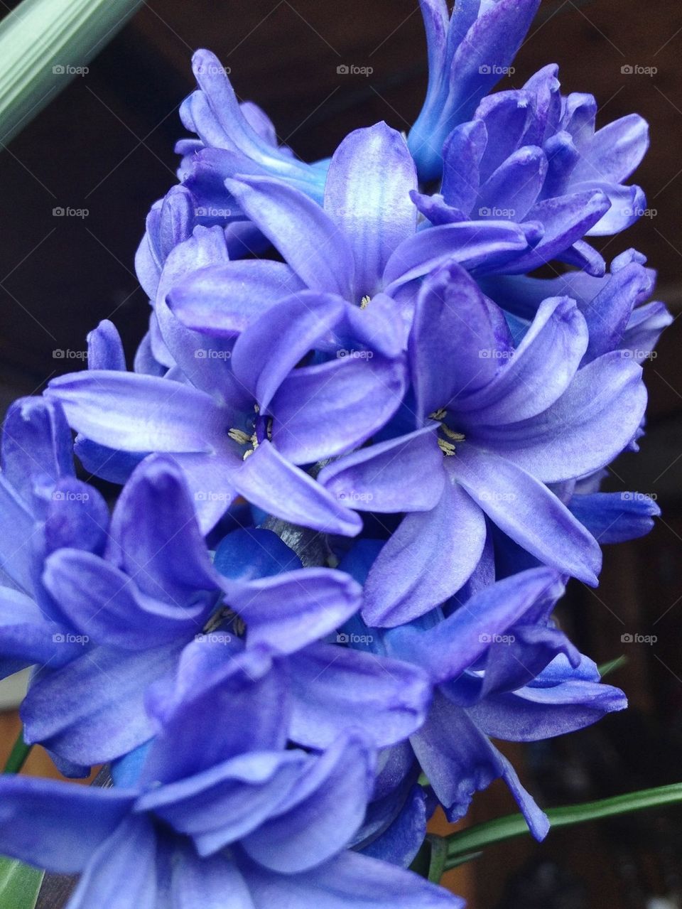 Hyacinth 