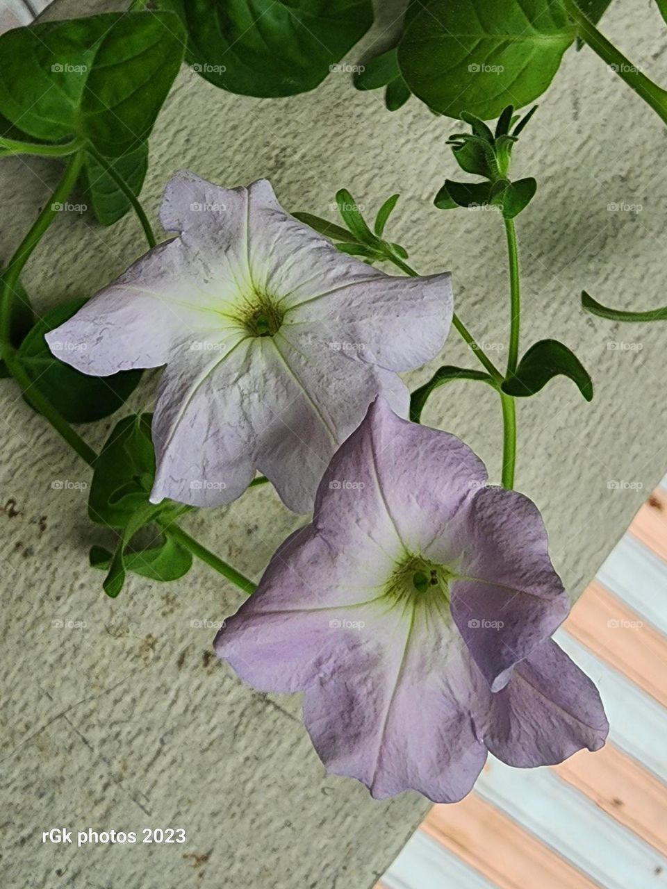 two petunias