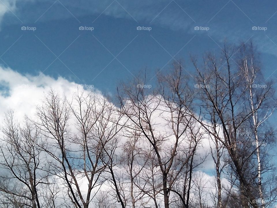 Winter, Tree, Snow, Landscape, Weather