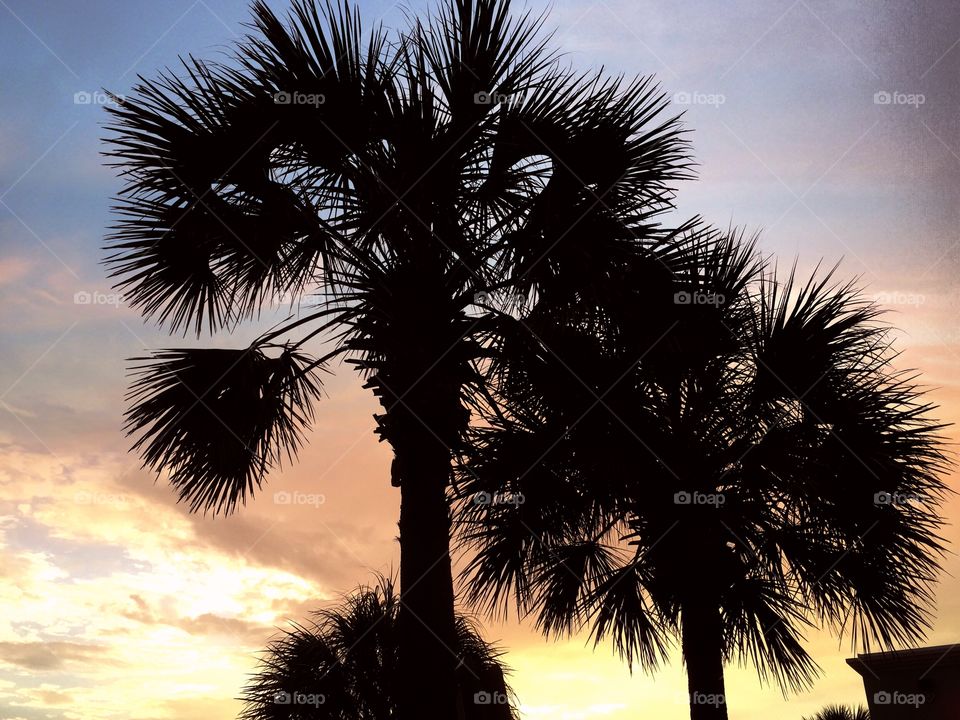 Palm tree. Palmetto tree silhouette it at the golden hour.