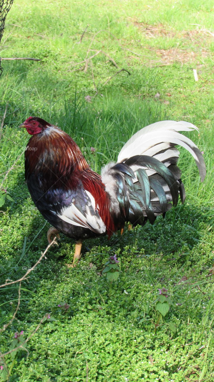 Bantam Rooster