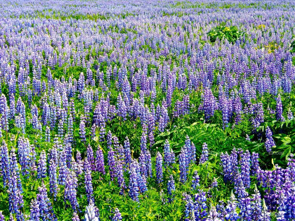 Wildflowers