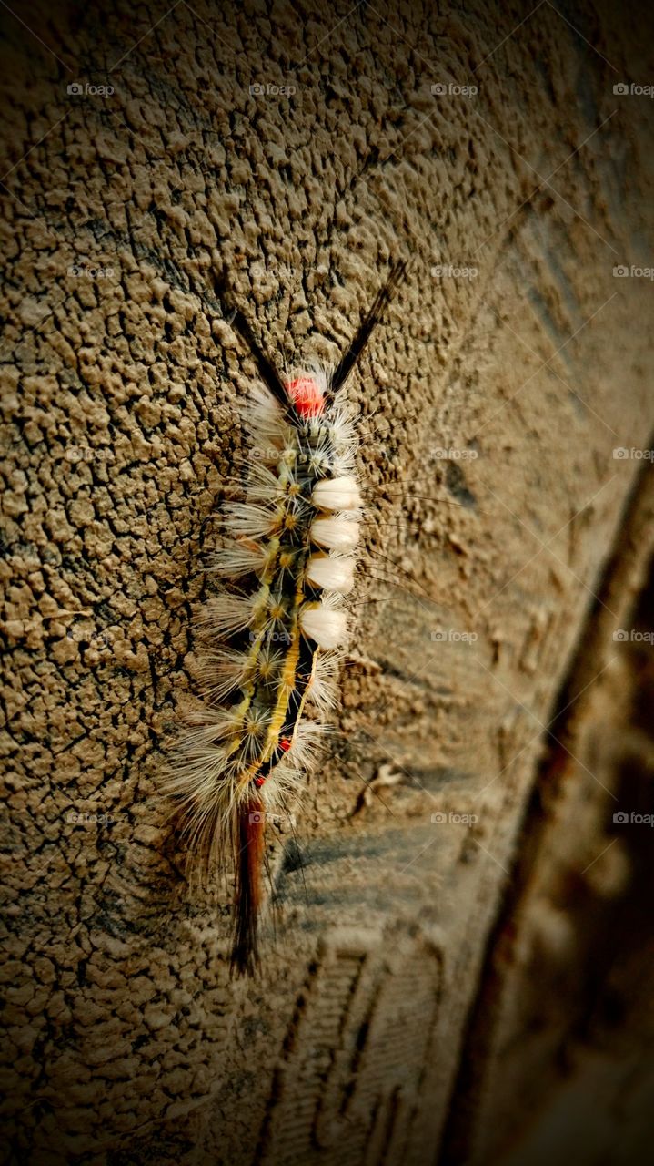 spring time caterpillar