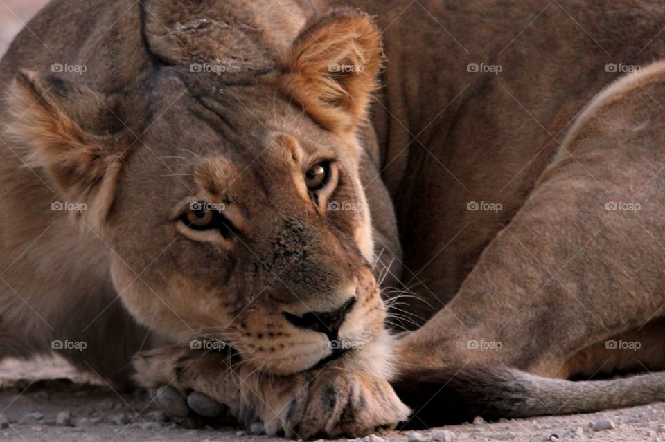 Lazy lioness