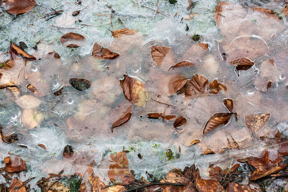 High angle view of frozen dry leaves