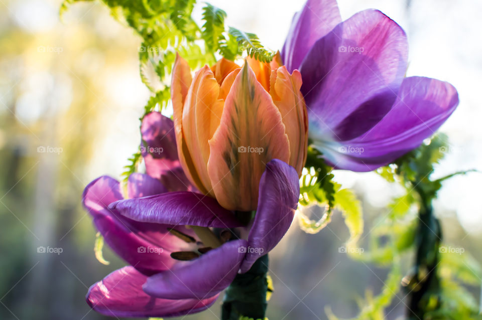 Tulip floral crown garland with orange and lavender tulips and curly fern wrapped around crown with ribbon in streaming golden hour sunlight conceptual background 