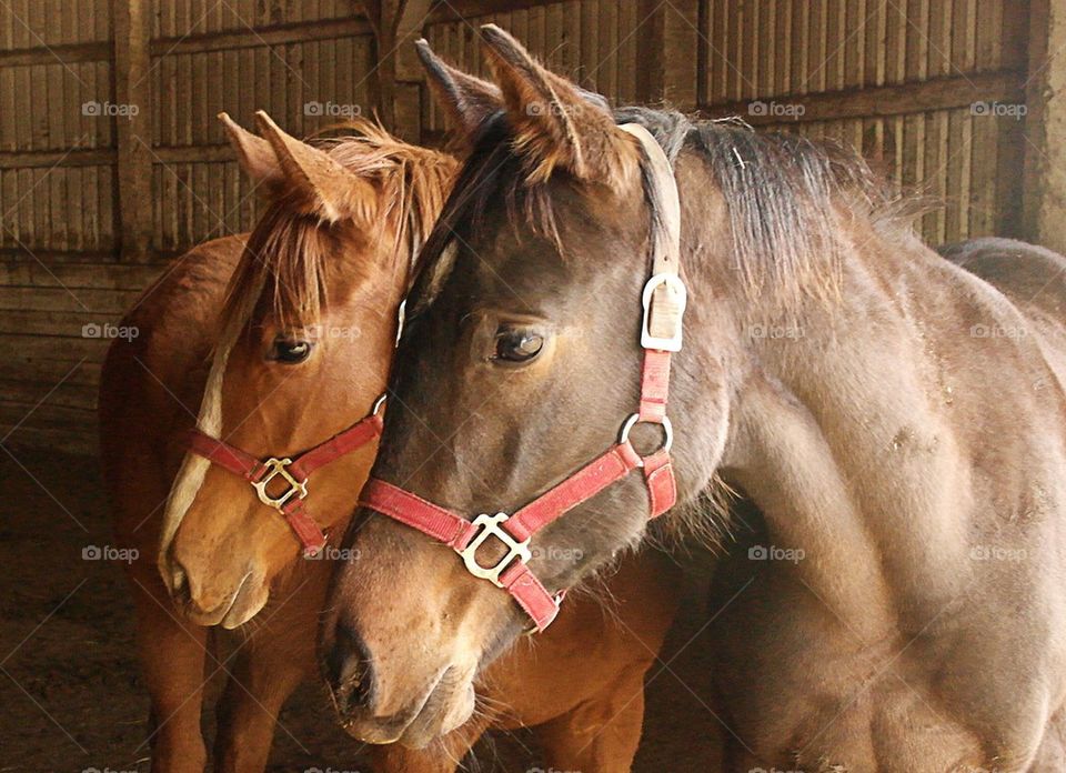 Yearling Fillies