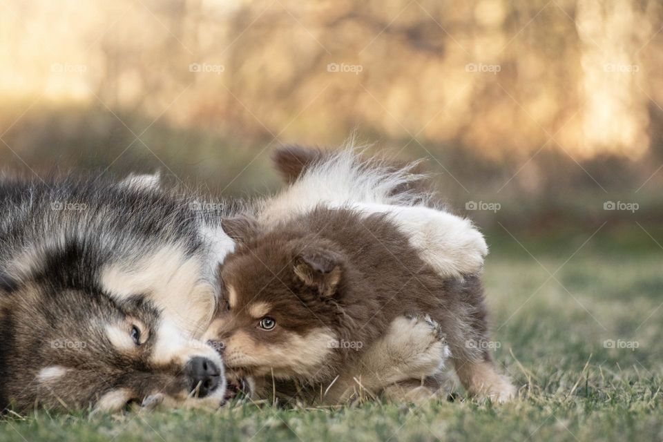 Portrait of a young Finnish Lapphund dog and puppy playing together 