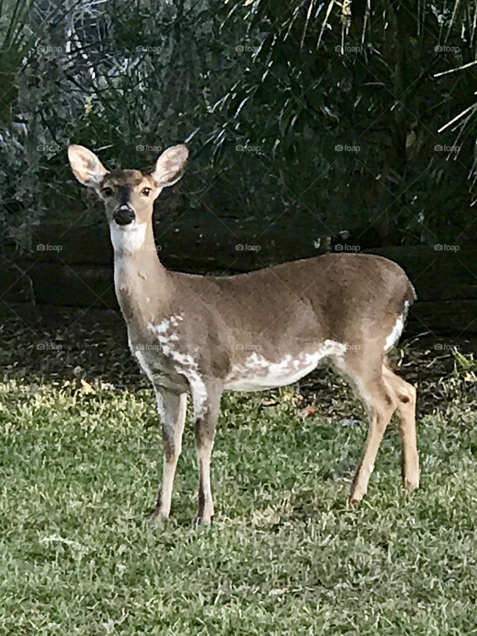 Piebald deer