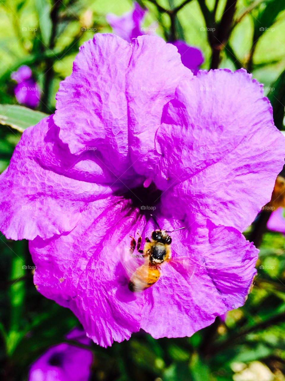 Bee on a flower