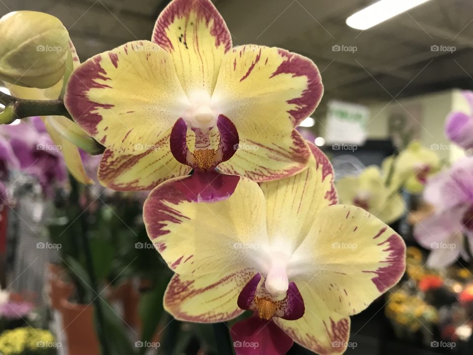 Beautiful orchid at the market 
