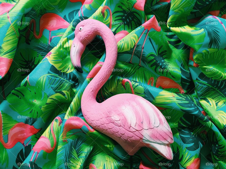 Flamingo 